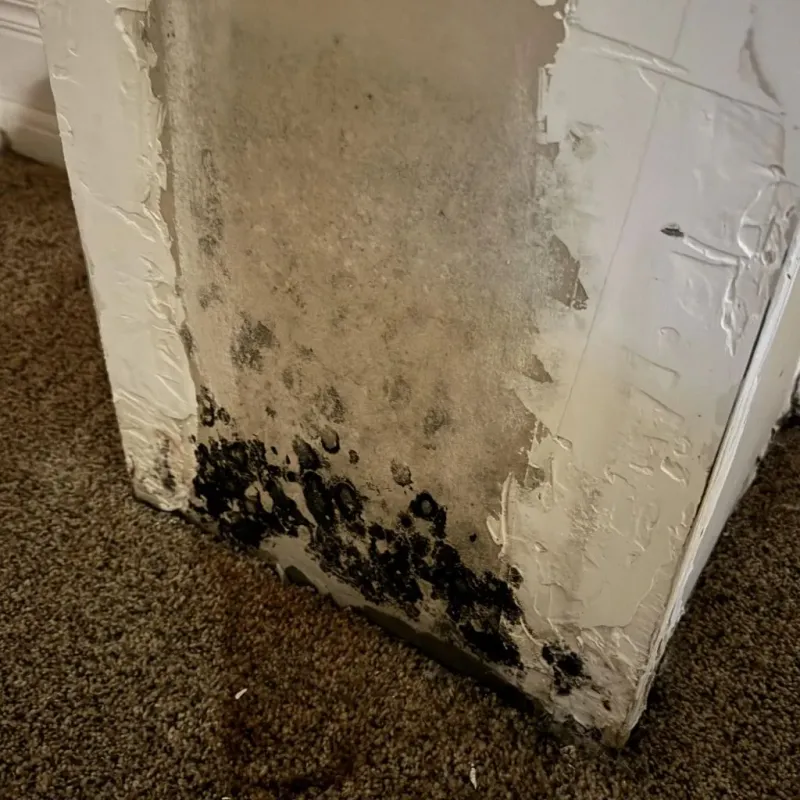 Professional Mold Removal in Springville, IA